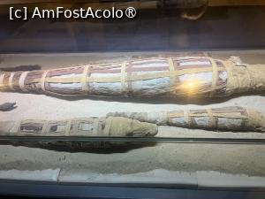 [P19] Kom Ombu- Crocodile Museum » foto by Yersinia Pestis
 - 
<span class="allrVoted glyphicon glyphicon-heart hidden" id="av1486308"></span>
<a class="m-l-10 hidden" id="sv1486308" onclick="voting_Foto_DelVot(,1486308,351)" role="button">șterge vot <span class="glyphicon glyphicon-remove"></span></a>
<a id="v91486308" class=" c-red"  onclick="voting_Foto_SetVot(1486308)" role="button"><span class="glyphicon glyphicon-heart-empty"></span> <b>LIKE</b> = Votează poza</a> <img class="hidden"  id="f1486308W9" src="/imagini/loader.gif" border="0" /><span class="AjErrMes hidden" id="e1486308ErM"></span>