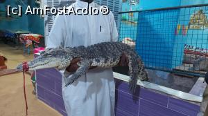 [P33] 33. Doar crocodilul a mai crescut puțin. » foto by msnd
 - 
<span class="allrVoted glyphicon glyphicon-heart hidden" id="av1227984"></span>
<a class="m-l-10 hidden" id="sv1227984" onclick="voting_Foto_DelVot(,1227984,351)" role="button">șterge vot <span class="glyphicon glyphicon-remove"></span></a>
<a id="v91227984" class=" c-red"  onclick="voting_Foto_SetVot(1227984)" role="button"><span class="glyphicon glyphicon-heart-empty"></span> <b>LIKE</b> = Votează poza</a> <img class="hidden"  id="f1227984W9" src="/imagini/loader.gif" border="0" /><span class="AjErrMes hidden" id="e1227984ErM"></span>
