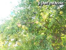 [P08]  -- <small>// FĂRĂ DESCRIERE</small> » foto by myuriel
 - 
<span class="allrVoted glyphicon glyphicon-heart hidden" id="av249330"></span>
<a class="m-l-10 hidden" id="sv249330" onclick="voting_Foto_DelVot(,249330,359)" role="button">șterge vot <span class="glyphicon glyphicon-remove"></span></a>
<a id="v9249330" class=" c-red"  onclick="voting_Foto_SetVot(249330)" role="button"><span class="glyphicon glyphicon-heart-empty"></span> <b>LIKE</b> = Votează poza</a> <img class="hidden"  id="f249330W9" src="/imagini/loader.gif" border="0" /><span class="AjErrMes hidden" id="e249330ErM"></span>
