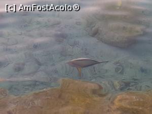 [P08] Pesti si corali multicolori » foto by ADINA63
 - 
<span class="allrVoted glyphicon glyphicon-heart hidden" id="av1007806"></span>
<a class="m-l-10 hidden" id="sv1007806" onclick="voting_Foto_DelVot(,1007806,36)" role="button">șterge vot <span class="glyphicon glyphicon-remove"></span></a>
<a id="v91007806" class=" c-red"  onclick="voting_Foto_SetVot(1007806)" role="button"><span class="glyphicon glyphicon-heart-empty"></span> <b>LIKE</b> = Votează poza</a> <img class="hidden"  id="f1007806W9" src="/imagini/loader.gif" border="0" /><span class="AjErrMes hidden" id="e1007806ErM"></span>