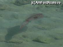 [P20] o sepie langa hotel » foto by ramop
 - 
<span class="allrVoted glyphicon glyphicon-heart hidden" id="av70052"></span>
<a class="m-l-10 hidden" id="sv70052" onclick="voting_Foto_DelVot(,70052,36)" role="button">șterge vot <span class="glyphicon glyphicon-remove"></span></a>
<a id="v970052" class=" c-red"  onclick="voting_Foto_SetVot(70052)" role="button"><span class="glyphicon glyphicon-heart-empty"></span> <b>LIKE</b> = Votează poza</a> <img class="hidden"  id="f70052W9" src="/imagini/loader.gif" border="0" /><span class="AjErrMes hidden" id="e70052ErM"></span>