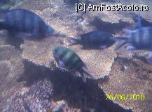 [P18] corali si pesti » foto by delia58
 - 
<span class="allrVoted glyphicon glyphicon-heart hidden" id="av89538"></span>
<a class="m-l-10 hidden" id="sv89538" onclick="voting_Foto_DelVot(,89538,36)" role="button">șterge vot <span class="glyphicon glyphicon-remove"></span></a>
<a id="v989538" class=" c-red"  onclick="voting_Foto_SetVot(89538)" role="button"><span class="glyphicon glyphicon-heart-empty"></span> <b>LIKE</b> = Votează poza</a> <img class="hidden"  id="f89538W9" src="/imagini/loader.gif" border="0" /><span class="AjErrMes hidden" id="e89538ErM"></span>