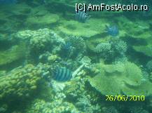 [P19] corali si pesti » foto by delia58
 - 
<span class="allrVoted glyphicon glyphicon-heart hidden" id="av89539"></span>
<a class="m-l-10 hidden" id="sv89539" onclick="voting_Foto_DelVot(,89539,36)" role="button">șterge vot <span class="glyphicon glyphicon-remove"></span></a>
<a id="v989539" class=" c-red"  onclick="voting_Foto_SetVot(89539)" role="button"><span class="glyphicon glyphicon-heart-empty"></span> <b>LIKE</b> = Votează poza</a> <img class="hidden"  id="f89539W9" src="/imagini/loader.gif" border="0" /><span class="AjErrMes hidden" id="e89539ErM"></span>