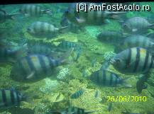 [P20] corali si pesti » foto by delia58
 - 
<span class="allrVoted glyphicon glyphicon-heart hidden" id="av89540"></span>
<a class="m-l-10 hidden" id="sv89540" onclick="voting_Foto_DelVot(,89540,36)" role="button">șterge vot <span class="glyphicon glyphicon-remove"></span></a>
<a id="v989540" class=" c-red"  onclick="voting_Foto_SetVot(89540)" role="button"><span class="glyphicon glyphicon-heart-empty"></span> <b>LIKE</b> = Votează poza</a> <img class="hidden"  id="f89540W9" src="/imagini/loader.gif" border="0" /><span class="AjErrMes hidden" id="e89540ErM"></span>