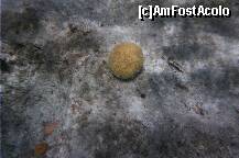 [P21] Alt coral. » foto by Maditu16
 - 
<span class="allrVoted glyphicon glyphicon-heart hidden" id="av212512"></span>
<a class="m-l-10 hidden" id="sv212512" onclick="voting_Foto_DelVot(,212512,36)" role="button">șterge vot <span class="glyphicon glyphicon-remove"></span></a>
<a id="v9212512" class=" c-red"  onclick="voting_Foto_SetVot(212512)" role="button"><span class="glyphicon glyphicon-heart-empty"></span> <b>LIKE</b> = Votează poza</a> <img class="hidden"  id="f212512W9" src="/imagini/loader.gif" border="0" /><span class="AjErrMes hidden" id="e212512ErM"></span>