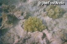 [P23] Corali. » foto by Maditu16
 - 
<span class="allrVoted glyphicon glyphicon-heart hidden" id="av212514"></span>
<a class="m-l-10 hidden" id="sv212514" onclick="voting_Foto_DelVot(,212514,36)" role="button">șterge vot <span class="glyphicon glyphicon-remove"></span></a>
<a id="v9212514" class=" c-red"  onclick="voting_Foto_SetVot(212514)" role="button"><span class="glyphicon glyphicon-heart-empty"></span> <b>LIKE</b> = Votează poza</a> <img class="hidden"  id="f212514W9" src="/imagini/loader.gif" border="0" /><span class="AjErrMes hidden" id="e212514ErM"></span>