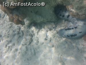 [P12] Semana cu o rama, dar groasa cat o mana » foto by Aliona R
 - 
<span class="allrVoted glyphicon glyphicon-heart hidden" id="av1026650"></span>
<a class="m-l-10 hidden" id="sv1026650" onclick="voting_Foto_DelVot(,1026650,36)" role="button">șterge vot <span class="glyphicon glyphicon-remove"></span></a>
<a id="v91026650" class=" c-red"  onclick="voting_Foto_SetVot(1026650)" role="button"><span class="glyphicon glyphicon-heart-empty"></span> <b>LIKE</b> = Votează poza</a> <img class="hidden"  id="f1026650W9" src="/imagini/loader.gif" border="0" /><span class="AjErrMes hidden" id="e1026650ErM"></span>