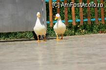 [P07] Animatie la piscina » foto by simona
 - 
<span class="allrVoted glyphicon glyphicon-heart hidden" id="av79197"></span>
<a class="m-l-10 hidden" id="sv79197" onclick="voting_Foto_DelVot(,79197,366)" role="button">șterge vot <span class="glyphicon glyphicon-remove"></span></a>
<a id="v979197" class=" c-red"  onclick="voting_Foto_SetVot(79197)" role="button"><span class="glyphicon glyphicon-heart-empty"></span> <b>LIKE</b> = Votează poza</a> <img class="hidden"  id="f79197W9" src="/imagini/loader.gif" border="0" /><span class="AjErrMes hidden" id="e79197ErM"></span>