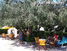 [P22] Unul din maslinii superbi de langa piscina.  » foto by penelopa
 - 
<span class="allrVoted glyphicon glyphicon-heart hidden" id="av456442"></span>
<a class="m-l-10 hidden" id="sv456442" onclick="voting_Foto_DelVot(,456442,369)" role="button">șterge vot <span class="glyphicon glyphicon-remove"></span></a>
<a id="v9456442" class=" c-red"  onclick="voting_Foto_SetVot(456442)" role="button"><span class="glyphicon glyphicon-heart-empty"></span> <b>LIKE</b> = Votează poza</a> <img class="hidden"  id="f456442W9" src="/imagini/loader.gif" border="0" /><span class="AjErrMes hidden" id="e456442ErM"></span>