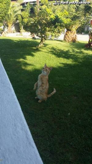 [P02] Greek Cat!  :)  » foto by lau1981
 - 
<span class="allrVoted glyphicon glyphicon-heart hidden" id="av544599"></span>
<a class="m-l-10 hidden" id="sv544599" onclick="voting_Foto_DelVot(,544599,369)" role="button">șterge vot <span class="glyphicon glyphicon-remove"></span></a>
<a id="v9544599" class=" c-red"  onclick="voting_Foto_SetVot(544599)" role="button"><span class="glyphicon glyphicon-heart-empty"></span> <b>LIKE</b> = Votează poza</a> <img class="hidden"  id="f544599W9" src="/imagini/loader.gif" border="0" /><span class="AjErrMes hidden" id="e544599ErM"></span>