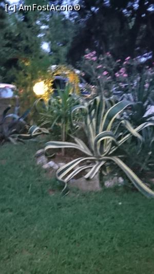 [P19] plante exotice » foto by lauraned
 - 
<span class="allrVoted glyphicon glyphicon-heart hidden" id="av1078250"></span>
<a class="m-l-10 hidden" id="sv1078250" onclick="voting_Foto_DelVot(,1078250,369)" role="button">șterge vot <span class="glyphicon glyphicon-remove"></span></a>
<a id="v91078250" class=" c-red"  onclick="voting_Foto_SetVot(1078250)" role="button"><span class="glyphicon glyphicon-heart-empty"></span> <b>LIKE</b> = Votează poza</a> <img class="hidden"  id="f1078250W9" src="/imagini/loader.gif" border="0" /><span class="AjErrMes hidden" id="e1078250ErM"></span>