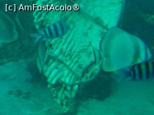 [P14] Explorând adâncurile cu Sindbad » foto by nicole33
 - 
<span class="allrVoted glyphicon glyphicon-heart hidden" id="av1412558"></span>
<a class="m-l-10 hidden" id="sv1412558" onclick="voting_Foto_DelVot(,1412558,371)" role="button">șterge vot <span class="glyphicon glyphicon-remove"></span></a>
<a id="v91412558" class=" c-red"  onclick="voting_Foto_SetVot(1412558)" role="button"><span class="glyphicon glyphicon-heart-empty"></span> <b>LIKE</b> = Votează poza</a> <img class="hidden"  id="f1412558W9" src="/imagini/loader.gif" border="0" /><span class="AjErrMes hidden" id="e1412558ErM"></span>