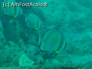 [P15] Explorând adâncurile cu Sindbad » foto by nicole33
 - 
<span class="allrVoted glyphicon glyphicon-heart hidden" id="av1412559"></span>
<a class="m-l-10 hidden" id="sv1412559" onclick="voting_Foto_DelVot(,1412559,371)" role="button">șterge vot <span class="glyphicon glyphicon-remove"></span></a>
<a id="v91412559" class=" c-red"  onclick="voting_Foto_SetVot(1412559)" role="button"><span class="glyphicon glyphicon-heart-empty"></span> <b>LIKE</b> = Votează poza</a> <img class="hidden"  id="f1412559W9" src="/imagini/loader.gif" border="0" /><span class="AjErrMes hidden" id="e1412559ErM"></span>