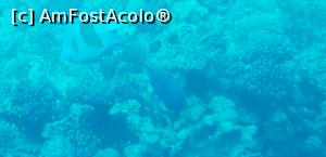 [P32] Paradise Island Plus - lumea adâncurilor văzută prin hublou » foto by nicole33
 - 
<span class="allrVoted glyphicon glyphicon-heart hidden" id="av1028049"></span>
<a class="m-l-10 hidden" id="sv1028049" onclick="voting_Foto_DelVot(,1028049,371)" role="button">șterge vot <span class="glyphicon glyphicon-remove"></span></a>
<a id="v91028049" class=" c-red"  onclick="voting_Foto_SetVot(1028049)" role="button"><span class="glyphicon glyphicon-heart-empty"></span> <b>LIKE</b> = Votează poza</a> <img class="hidden"  id="f1028049W9" src="/imagini/loader.gif" border="0" /><span class="AjErrMes hidden" id="e1028049ErM"></span>