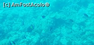 [P39] Paradise Island Plus - lumea adâncurilor văzută prin hublou » foto by nicole33
 - 
<span class="allrVoted glyphicon glyphicon-heart hidden" id="av1028056"></span>
<a class="m-l-10 hidden" id="sv1028056" onclick="voting_Foto_DelVot(,1028056,371)" role="button">șterge vot <span class="glyphicon glyphicon-remove"></span></a>
<a id="v91028056" class=" c-red"  onclick="voting_Foto_SetVot(1028056)" role="button"><span class="glyphicon glyphicon-heart-empty"></span> <b>LIKE</b> = Votează poza</a> <img class="hidden"  id="f1028056W9" src="/imagini/loader.gif" border="0" /><span class="AjErrMes hidden" id="e1028056ErM"></span>