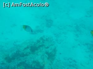 [P42] Paradise Island Plus - lumea subacvatică - snorkeling » foto by nicole33
 - 
<span class="allrVoted glyphicon glyphicon-heart hidden" id="av1028059"></span>
<a class="m-l-10 hidden" id="sv1028059" onclick="voting_Foto_DelVot(,1028059,371)" role="button">șterge vot <span class="glyphicon glyphicon-remove"></span></a>
<a id="v91028059" class=" c-red"  onclick="voting_Foto_SetVot(1028059)" role="button"><span class="glyphicon glyphicon-heart-empty"></span> <b>LIKE</b> = Votează poza</a> <img class="hidden"  id="f1028059W9" src="/imagini/loader.gif" border="0" /><span class="AjErrMes hidden" id="e1028059ErM"></span>