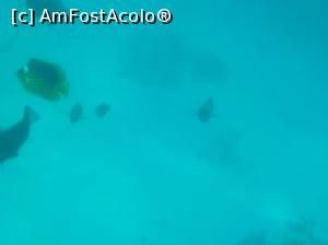 [P43] Paradise Island Plus - lumea subacvatică - snorkeling » foto by nicole33
 - 
<span class="allrVoted glyphicon glyphicon-heart hidden" id="av1028060"></span>
<a class="m-l-10 hidden" id="sv1028060" onclick="voting_Foto_DelVot(,1028060,371)" role="button">șterge vot <span class="glyphicon glyphicon-remove"></span></a>
<a id="v91028060" class=" c-red"  onclick="voting_Foto_SetVot(1028060)" role="button"><span class="glyphicon glyphicon-heart-empty"></span> <b>LIKE</b> = Votează poza</a> <img class="hidden"  id="f1028060W9" src="/imagini/loader.gif" border="0" /><span class="AjErrMes hidden" id="e1028060ErM"></span>