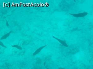 [P44] Paradise Island Plus - lumea subacvatică - snorkeling » foto by nicole33
 - 
<span class="allrVoted glyphicon glyphicon-heart hidden" id="av1028061"></span>
<a class="m-l-10 hidden" id="sv1028061" onclick="voting_Foto_DelVot(,1028061,371)" role="button">șterge vot <span class="glyphicon glyphicon-remove"></span></a>
<a id="v91028061" class=" c-red"  onclick="voting_Foto_SetVot(1028061)" role="button"><span class="glyphicon glyphicon-heart-empty"></span> <b>LIKE</b> = Votează poza</a> <img class="hidden"  id="f1028061W9" src="/imagini/loader.gif" border="0" /><span class="AjErrMes hidden" id="e1028061ErM"></span>