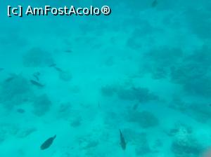 [P45] Paradise Island Plus - lumea subacvatică - snorkeling » foto by nicole33
 - 
<span class="allrVoted glyphicon glyphicon-heart hidden" id="av1028062"></span>
<a class="m-l-10 hidden" id="sv1028062" onclick="voting_Foto_DelVot(,1028062,371)" role="button">șterge vot <span class="glyphicon glyphicon-remove"></span></a>
<a id="v91028062" class=" c-red"  onclick="voting_Foto_SetVot(1028062)" role="button"><span class="glyphicon glyphicon-heart-empty"></span> <b>LIKE</b> = Votează poza</a> <img class="hidden"  id="f1028062W9" src="/imagini/loader.gif" border="0" /><span class="AjErrMes hidden" id="e1028062ErM"></span>