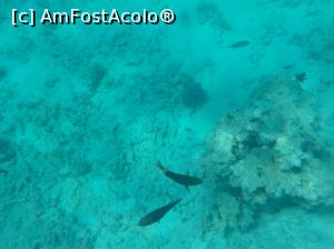 [P46] Paradise Island Plus - lumea subacvatică - snorkeling » foto by nicole33
 - 
<span class="allrVoted glyphicon glyphicon-heart hidden" id="av1028063"></span>
<a class="m-l-10 hidden" id="sv1028063" onclick="voting_Foto_DelVot(,1028063,371)" role="button">șterge vot <span class="glyphicon glyphicon-remove"></span></a>
<a id="v91028063" class=" c-red"  onclick="voting_Foto_SetVot(1028063)" role="button"><span class="glyphicon glyphicon-heart-empty"></span> <b>LIKE</b> = Votează poza</a> <img class="hidden"  id="f1028063W9" src="/imagini/loader.gif" border="0" /><span class="AjErrMes hidden" id="e1028063ErM"></span>