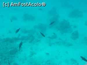 [P47] Paradise Island Plus - lumea subacvatică - snorkeling » foto by nicole33
 - 
<span class="allrVoted glyphicon glyphicon-heart hidden" id="av1028064"></span>
<a class="m-l-10 hidden" id="sv1028064" onclick="voting_Foto_DelVot(,1028064,371)" role="button">șterge vot <span class="glyphicon glyphicon-remove"></span></a>
<a id="v91028064" class=" c-red"  onclick="voting_Foto_SetVot(1028064)" role="button"><span class="glyphicon glyphicon-heart-empty"></span> <b>LIKE</b> = Votează poza</a> <img class="hidden"  id="f1028064W9" src="/imagini/loader.gif" border="0" /><span class="AjErrMes hidden" id="e1028064ErM"></span>