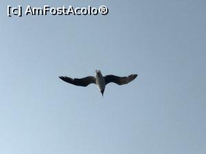 [P98] Pescăruş în zbor » foto by nicole33
 - 
<span class="allrVoted glyphicon glyphicon-heart hidden" id="av1028115"></span>
<a class="m-l-10 hidden" id="sv1028115" onclick="voting_Foto_DelVot(,1028115,371)" role="button">șterge vot <span class="glyphicon glyphicon-remove"></span></a>
<a id="v91028115" class=" c-red"  onclick="voting_Foto_SetVot(1028115)" role="button"><span class="glyphicon glyphicon-heart-empty"></span> <b>LIKE</b> = Votează poza</a> <img class="hidden"  id="f1028115W9" src="/imagini/loader.gif" border="0" /><span class="AjErrMes hidden" id="e1028115ErM"></span>