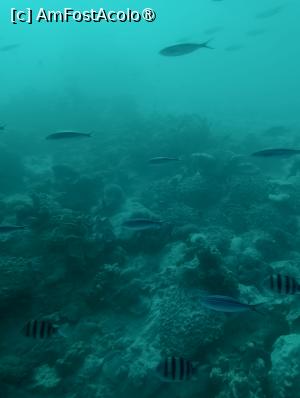 [P31] Observând din submarinul Sindbad » foto by AZE
 - 
<span class="allrVoted glyphicon glyphicon-heart hidden" id="av1417195"></span>
<a class="m-l-10 hidden" id="sv1417195" onclick="voting_Foto_DelVot(,1417195,371)" role="button">șterge vot <span class="glyphicon glyphicon-remove"></span></a>
<a id="v91417195" class=" c-red"  onclick="voting_Foto_SetVot(1417195)" role="button"><span class="glyphicon glyphicon-heart-empty"></span> <b>LIKE</b> = Votează poza</a> <img class="hidden"  id="f1417195W9" src="/imagini/loader.gif" border="0" /><span class="AjErrMes hidden" id="e1417195ErM"></span>