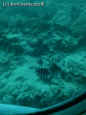[P33] Observând din submarinul Sindbad » foto by AZE
 - 
<span class="allrVoted glyphicon glyphicon-heart hidden" id="av1417197"></span>
<a class="m-l-10 hidden" id="sv1417197" onclick="voting_Foto_DelVot(,1417197,371)" role="button">șterge vot <span class="glyphicon glyphicon-remove"></span></a>
<a id="v91417197" class=" c-red"  onclick="voting_Foto_SetVot(1417197)" role="button"><span class="glyphicon glyphicon-heart-empty"></span> <b>LIKE</b> = Votează poza</a> <img class="hidden"  id="f1417197W9" src="/imagini/loader.gif" border="0" /><span class="AjErrMes hidden" id="e1417197ErM"></span>