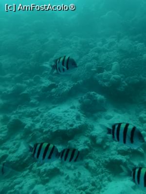 [P34] Observând din submarinul Sindbad » foto by AZE
 - 
<span class="allrVoted glyphicon glyphicon-heart hidden" id="av1417198"></span>
<a class="m-l-10 hidden" id="sv1417198" onclick="voting_Foto_DelVot(,1417198,371)" role="button">șterge vot <span class="glyphicon glyphicon-remove"></span></a>
<a id="v91417198" class=" c-red"  onclick="voting_Foto_SetVot(1417198)" role="button"><span class="glyphicon glyphicon-heart-empty"></span> <b>LIKE</b> = Votează poza</a> <img class="hidden"  id="f1417198W9" src="/imagini/loader.gif" border="0" /><span class="AjErrMes hidden" id="e1417198ErM"></span>