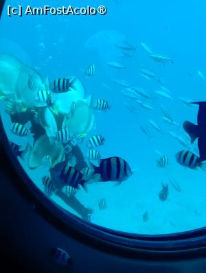 [P37] Observând din submarinul Sindbad » foto by AZE
 - 
<span class="allrVoted glyphicon glyphicon-heart hidden" id="av1417201"></span>
<a class="m-l-10 hidden" id="sv1417201" onclick="voting_Foto_DelVot(,1417201,371)" role="button">șterge vot <span class="glyphicon glyphicon-remove"></span></a>
<a id="v91417201" class=" c-red"  onclick="voting_Foto_SetVot(1417201)" role="button"><span class="glyphicon glyphicon-heart-empty"></span> <b>LIKE</b> = Votează poza</a> <img class="hidden"  id="f1417201W9" src="/imagini/loader.gif" border="0" /><span class="AjErrMes hidden" id="e1417201ErM"></span>