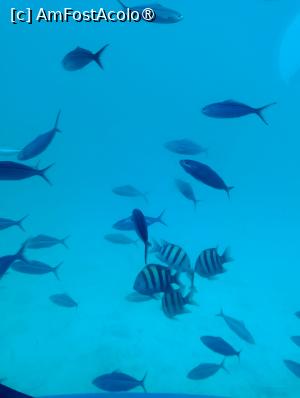 [P39] Observând din submarinul Sindbad » foto by AZE
 - 
<span class="allrVoted glyphicon glyphicon-heart hidden" id="av1417203"></span>
<a class="m-l-10 hidden" id="sv1417203" onclick="voting_Foto_DelVot(,1417203,371)" role="button">șterge vot <span class="glyphicon glyphicon-remove"></span></a>
<a id="v91417203" class=" c-red"  onclick="voting_Foto_SetVot(1417203)" role="button"><span class="glyphicon glyphicon-heart-empty"></span> <b>LIKE</b> = Votează poza</a> <img class="hidden"  id="f1417203W9" src="/imagini/loader.gif" border="0" /><span class="AjErrMes hidden" id="e1417203ErM"></span>