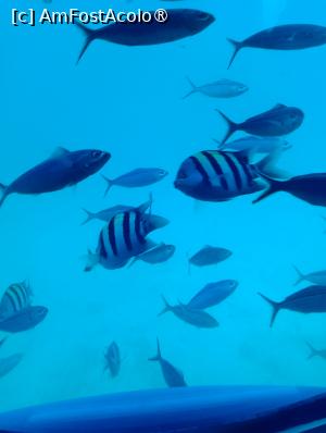[P41] Observând din submarinul Sindbad » foto by AZE
 - 
<span class="allrVoted glyphicon glyphicon-heart hidden" id="av1417205"></span>
<a class="m-l-10 hidden" id="sv1417205" onclick="voting_Foto_DelVot(,1417205,371)" role="button">șterge vot <span class="glyphicon glyphicon-remove"></span></a>
<a id="v91417205" class=" c-red"  onclick="voting_Foto_SetVot(1417205)" role="button"><span class="glyphicon glyphicon-heart-empty"></span> <b>LIKE</b> = Votează poza</a> <img class="hidden"  id="f1417205W9" src="/imagini/loader.gif" border="0" /><span class="AjErrMes hidden" id="e1417205ErM"></span>