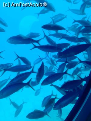 [P42] Observând din submarinul Sindbad » foto by AZE
 - 
<span class="allrVoted glyphicon glyphicon-heart hidden" id="av1417206"></span>
<a class="m-l-10 hidden" id="sv1417206" onclick="voting_Foto_DelVot(,1417206,371)" role="button">șterge vot <span class="glyphicon glyphicon-remove"></span></a>
<a id="v91417206" class=" c-red"  onclick="voting_Foto_SetVot(1417206)" role="button"><span class="glyphicon glyphicon-heart-empty"></span> <b>LIKE</b> = Votează poza</a> <img class="hidden"  id="f1417206W9" src="/imagini/loader.gif" border="0" /><span class="AjErrMes hidden" id="e1417206ErM"></span>