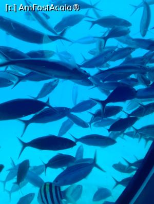 [P43] Observând din submarinul Sindbad » foto by AZE
 - 
<span class="allrVoted glyphicon glyphicon-heart hidden" id="av1417207"></span>
<a class="m-l-10 hidden" id="sv1417207" onclick="voting_Foto_DelVot(,1417207,371)" role="button">șterge vot <span class="glyphicon glyphicon-remove"></span></a>
<a id="v91417207" class=" c-red"  onclick="voting_Foto_SetVot(1417207)" role="button"><span class="glyphicon glyphicon-heart-empty"></span> <b>LIKE</b> = Votează poza</a> <img class="hidden"  id="f1417207W9" src="/imagini/loader.gif" border="0" /><span class="AjErrMes hidden" id="e1417207ErM"></span>