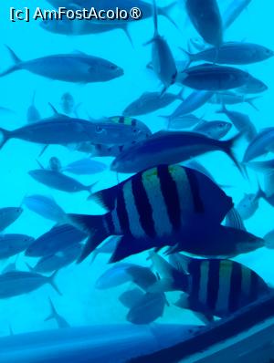 [P44] Observând din submarinul Sindbad » foto by AZE
 - 
<span class="allrVoted glyphicon glyphicon-heart hidden" id="av1417208"></span>
<a class="m-l-10 hidden" id="sv1417208" onclick="voting_Foto_DelVot(,1417208,371)" role="button">șterge vot <span class="glyphicon glyphicon-remove"></span></a>
<a id="v91417208" class=" c-red"  onclick="voting_Foto_SetVot(1417208)" role="button"><span class="glyphicon glyphicon-heart-empty"></span> <b>LIKE</b> = Votează poza</a> <img class="hidden"  id="f1417208W9" src="/imagini/loader.gif" border="0" /><span class="AjErrMes hidden" id="e1417208ErM"></span>
