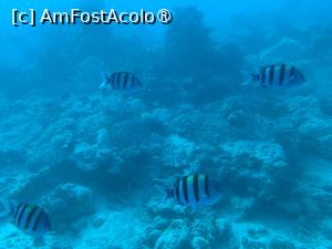 [P50] Observând din submarinul Sindbad » foto by AZE
 - 
<span class="allrVoted glyphicon glyphicon-heart hidden" id="av1417214"></span>
<a class="m-l-10 hidden" id="sv1417214" onclick="voting_Foto_DelVot(,1417214,371)" role="button">șterge vot <span class="glyphicon glyphicon-remove"></span></a>
<a id="v91417214" class=" c-red"  onclick="voting_Foto_SetVot(1417214)" role="button"><span class="glyphicon glyphicon-heart-empty"></span> <b>LIKE</b> = Votează poza</a> <img class="hidden"  id="f1417214W9" src="/imagini/loader.gif" border="0" /><span class="AjErrMes hidden" id="e1417214ErM"></span>