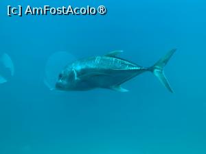 [P53] Observând din submarinul Sindbad » foto by AZE
 - 
<span class="allrVoted glyphicon glyphicon-heart hidden" id="av1417217"></span>
<a class="m-l-10 hidden" id="sv1417217" onclick="voting_Foto_DelVot(,1417217,371)" role="button">șterge vot <span class="glyphicon glyphicon-remove"></span></a>
<a id="v91417217" class=" c-red"  onclick="voting_Foto_SetVot(1417217)" role="button"><span class="glyphicon glyphicon-heart-empty"></span> <b>LIKE</b> = Votează poza</a> <img class="hidden"  id="f1417217W9" src="/imagini/loader.gif" border="0" /><span class="AjErrMes hidden" id="e1417217ErM"></span>