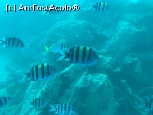 [P56] Observând din submarinul Sindbad » foto by AZE
 - 
<span class="allrVoted glyphicon glyphicon-heart hidden" id="av1417220"></span>
<a class="m-l-10 hidden" id="sv1417220" onclick="voting_Foto_DelVot(,1417220,371)" role="button">șterge vot <span class="glyphicon glyphicon-remove"></span></a>
<a id="v91417220" class=" c-red"  onclick="voting_Foto_SetVot(1417220)" role="button"><span class="glyphicon glyphicon-heart-empty"></span> <b>LIKE</b> = Votează poza</a> <img class="hidden"  id="f1417220W9" src="/imagini/loader.gif" border="0" /><span class="AjErrMes hidden" id="e1417220ErM"></span>