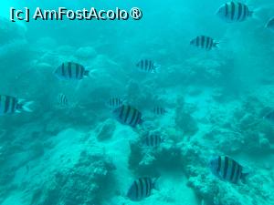 [P62] Observând din submarinul Sindbad » foto by AZE
 - 
<span class="allrVoted glyphicon glyphicon-heart hidden" id="av1417226"></span>
<a class="m-l-10 hidden" id="sv1417226" onclick="voting_Foto_DelVot(,1417226,371)" role="button">șterge vot <span class="glyphicon glyphicon-remove"></span></a>
<a id="v91417226" class=" c-red"  onclick="voting_Foto_SetVot(1417226)" role="button"><span class="glyphicon glyphicon-heart-empty"></span> <b>LIKE</b> = Votează poza</a> <img class="hidden"  id="f1417226W9" src="/imagini/loader.gif" border="0" /><span class="AjErrMes hidden" id="e1417226ErM"></span>