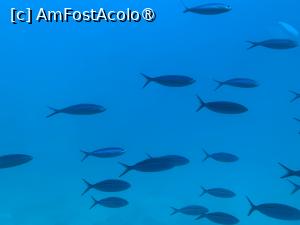 [P64] Observând din submarinul Sindbad » foto by AZE
 - 
<span class="allrVoted glyphicon glyphicon-heart hidden" id="av1417228"></span>
<a class="m-l-10 hidden" id="sv1417228" onclick="voting_Foto_DelVot(,1417228,371)" role="button">șterge vot <span class="glyphicon glyphicon-remove"></span></a>
<a id="v91417228" class=" c-red"  onclick="voting_Foto_SetVot(1417228)" role="button"><span class="glyphicon glyphicon-heart-empty"></span> <b>LIKE</b> = Votează poza</a> <img class="hidden"  id="f1417228W9" src="/imagini/loader.gif" border="0" /><span class="AjErrMes hidden" id="e1417228ErM"></span>