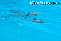 [P03] Familie de delfini care ne-a insotit cca 5 minute » foto by crosbyx*
 - 
<span class="allrVoted glyphicon glyphicon-heart hidden" id="av82375"></span>
<a class="m-l-10 hidden" id="sv82375" onclick="voting_Foto_DelVot(,82375,371)" role="button">șterge vot <span class="glyphicon glyphicon-remove"></span></a>
<a id="v982375" class=" c-red"  onclick="voting_Foto_SetVot(82375)" role="button"><span class="glyphicon glyphicon-heart-empty"></span> <b>LIKE</b> = Votează poza</a> <img class="hidden"  id="f82375W9" src="/imagini/loader.gif" border="0" /><span class="AjErrMes hidden" id="e82375ErM"></span>