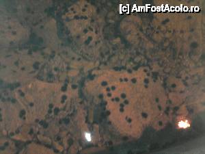 [P04] Arici de mare in port.  » foto by shamash
 - 
<span class="allrVoted glyphicon glyphicon-heart hidden" id="av421843"></span>
<a class="m-l-10 hidden" id="sv421843" onclick="voting_Foto_DelVot(,421843,375)" role="button">șterge vot <span class="glyphicon glyphicon-remove"></span></a>
<a id="v9421843" class=" c-red"  onclick="voting_Foto_SetVot(421843)" role="button"><span class="glyphicon glyphicon-heart-empty"></span> <b>LIKE</b> = Votează poza</a> <img class="hidden"  id="f421843W9" src="/imagini/loader.gif" border="0" /><span class="AjErrMes hidden" id="e421843ErM"></span>