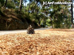 [P04] Padurea de pini!  » foto by mihai_bv
 - 
<span class="allrVoted glyphicon glyphicon-heart hidden" id="av448346"></span>
<a class="m-l-10 hidden" id="sv448346" onclick="voting_Foto_DelVot(,448346,375)" role="button">șterge vot <span class="glyphicon glyphicon-remove"></span></a>
<a id="v9448346" class=" c-red"  onclick="voting_Foto_SetVot(448346)" role="button"><span class="glyphicon glyphicon-heart-empty"></span> <b>LIKE</b> = Votează poza</a> <img class="hidden"  id="f448346W9" src="/imagini/loader.gif" border="0" /><span class="AjErrMes hidden" id="e448346ErM"></span>