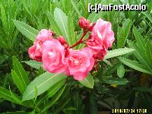 [P01]  -- <small>// FĂRĂ DESCRIERE</small> » foto by robertooo
 - 
<span class="allrVoted glyphicon glyphicon-heart hidden" id="av138909"></span>
<a class="m-l-10 hidden" id="sv138909" onclick="voting_Foto_DelVot(,138909,398)" role="button">șterge vot <span class="glyphicon glyphicon-remove"></span></a>
<a id="v9138909" class=" c-red"  onclick="voting_Foto_SetVot(138909)" role="button"><span class="glyphicon glyphicon-heart-empty"></span> <b>LIKE</b> = Votează poza</a> <img class="hidden"  id="f138909W9" src="/imagini/loader.gif" border="0" /><span class="AjErrMes hidden" id="e138909ErM"></span>
