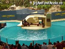 [P03] Loro Park - show-ul leilor de mare » foto by andrefashion
 - 
<span class="allrVoted glyphicon glyphicon-heart hidden" id="av77582"></span>
<a class="m-l-10 hidden" id="sv77582" onclick="voting_Foto_DelVot(,77582,398)" role="button">șterge vot <span class="glyphicon glyphicon-remove"></span></a>
<a id="v977582" class=" c-red"  onclick="voting_Foto_SetVot(77582)" role="button"><span class="glyphicon glyphicon-heart-empty"></span> <b>LIKE</b> = Votează poza</a> <img class="hidden"  id="f77582W9" src="/imagini/loader.gif" border="0" /><span class="AjErrMes hidden" id="e77582ErM"></span>