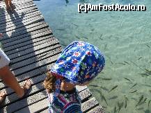 [P23] Foarte curiosi acesti pesti. Plitivice » foto by vioghi
 - 
<span class="allrVoted glyphicon glyphicon-heart hidden" id="av185805"></span>
<a class="m-l-10 hidden" id="sv185805" onclick="voting_Foto_DelVot(,185805,399)" role="button">șterge vot <span class="glyphicon glyphicon-remove"></span></a>
<a id="v9185805" class=" c-red"  onclick="voting_Foto_SetVot(185805)" role="button"><span class="glyphicon glyphicon-heart-empty"></span> <b>LIKE</b> = Votează poza</a> <img class="hidden"  id="f185805W9" src="/imagini/loader.gif" border="0" /><span class="AjErrMes hidden" id="e185805ErM"></span>