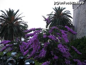 [P14]  -- <small>// FĂRĂ DESCRIERE</small> » foto by valentyna
 - 
<span class="allrVoted glyphicon glyphicon-heart hidden" id="av347876"></span>
<a class="m-l-10 hidden" id="sv347876" onclick="voting_Foto_DelVot(,347876,399)" role="button">șterge vot <span class="glyphicon glyphicon-remove"></span></a>
<a id="v9347876" class=" c-red"  onclick="voting_Foto_SetVot(347876)" role="button"><span class="glyphicon glyphicon-heart-empty"></span> <b>LIKE</b> = Votează poza</a> <img class="hidden"  id="f347876W9" src="/imagini/loader.gif" border="0" /><span class="AjErrMes hidden" id="e347876ErM"></span>