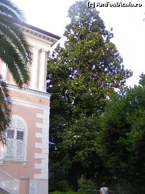 [P06] Arbore cu flori de camelie.  » foto by liviu49
 - 
<span class="allrVoted glyphicon glyphicon-heart hidden" id="av640032"></span>
<a class="m-l-10 hidden" id="sv640032" onclick="voting_Foto_DelVot(,640032,399)" role="button">șterge vot <span class="glyphicon glyphicon-remove"></span></a>
<a id="v9640032" class=" c-red"  onclick="voting_Foto_SetVot(640032)" role="button"><span class="glyphicon glyphicon-heart-empty"></span> <b>LIKE</b> = Votează poza</a> <img class="hidden"  id="f640032W9" src="/imagini/loader.gif" border="0" /><span class="AjErrMes hidden" id="e640032ErM"></span>