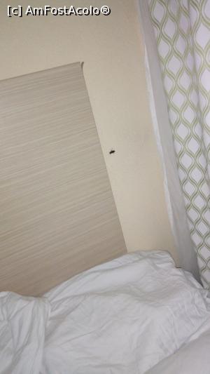 [P01] Gândacii din camera la hotel gergana!  » foto by mid_dana
 - 
<span class="allrVoted glyphicon glyphicon-heart hidden" id="av985030"></span>
<a class="m-l-10 hidden" id="sv985030" onclick="voting_Foto_DelVot(,985030,404)" role="button">șterge vot <span class="glyphicon glyphicon-remove"></span></a>
<a id="v9985030" class=" c-red"  onclick="voting_Foto_SetVot(985030)" role="button"><span class="glyphicon glyphicon-heart-empty"></span> <b>LIKE</b> = Votează poza</a> <img class="hidden"  id="f985030W9" src="/imagini/loader.gif" border="0" /><span class="AjErrMes hidden" id="e985030ErM"></span>
