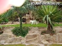 [P10] Loro Parque » foto by margareta
 - 
<span class="allrVoted glyphicon glyphicon-heart hidden" id="av15346"></span>
<a class="m-l-10 hidden" id="sv15346" onclick="voting_Foto_DelVot(,15346,405)" role="button">șterge vot <span class="glyphicon glyphicon-remove"></span></a>
<a id="v915346" class=" c-red"  onclick="voting_Foto_SetVot(15346)" role="button"><span class="glyphicon glyphicon-heart-empty"></span> <b>LIKE</b> = Votează poza</a> <img class="hidden"  id="f15346W9" src="/imagini/loader.gif" border="0" /><span class="AjErrMes hidden" id="e15346ErM"></span>